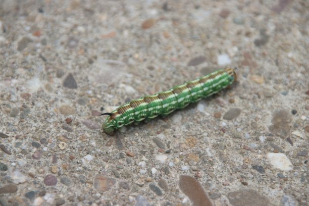 在Veluwe的混凝土路上爬行的绿色弹射器图片下载