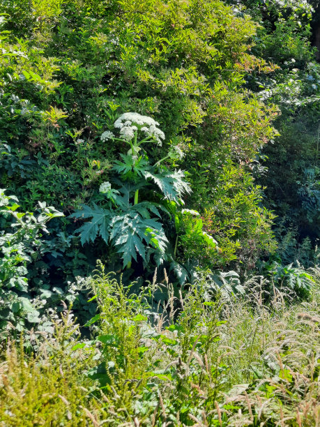 Nieuwerkerk aan den IJssel公园Hitland路边的野生猪草图片下载