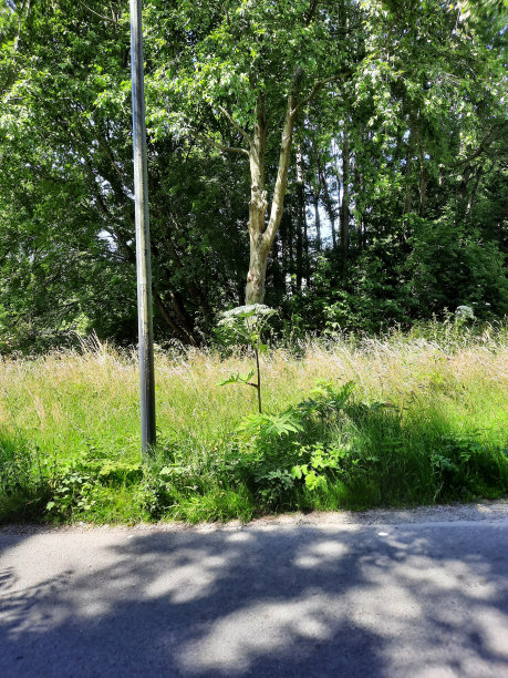 Nieuwerkerk aan den IJssel公园Hitland路边的野生猪草图片下载