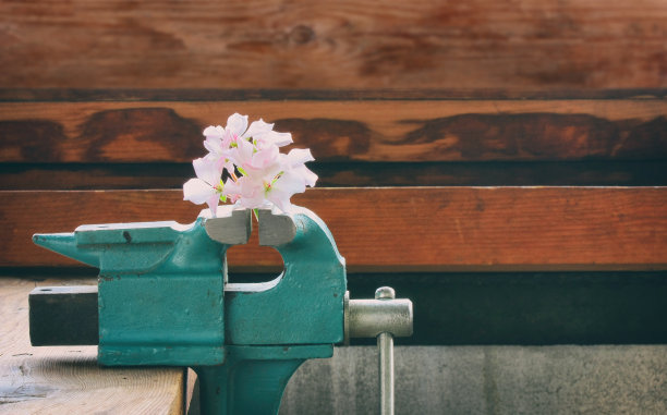 粉红天竺葵花夹在虎钳里，放在木桌上图片下载