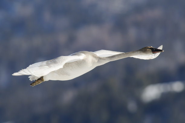 喇叭天鹅图片下载