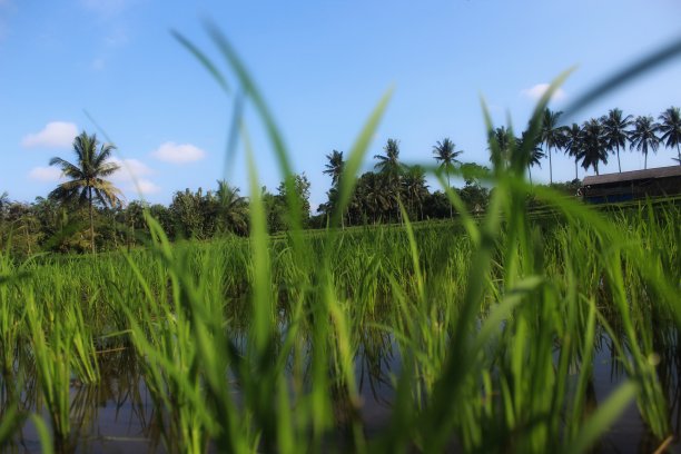 年轻的水稻图片下载