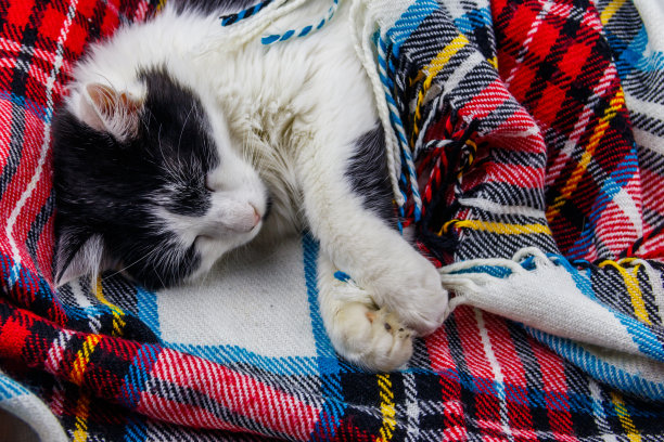 可爱的懒猫躺在格子格子上图片下载