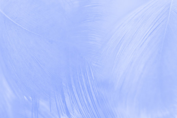 美丽的蓝紫色羽毛图案纹理背景图片下载