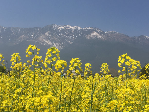 田野油菜花雪山阳光图片下载
