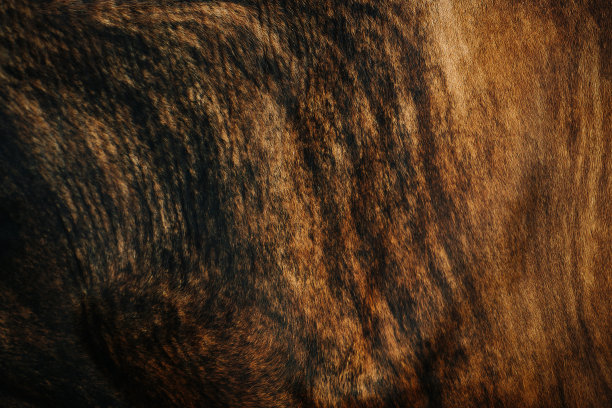 黑色到棕色渐变的牛皮质地。天渐渐亮了图片下载