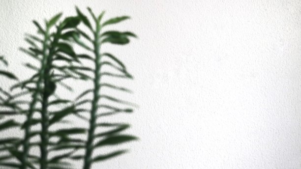 白色背景上模糊的绿叶。图片下载