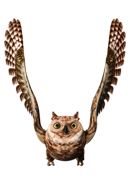 3D渲染大角猫头鹰在白色图片下载