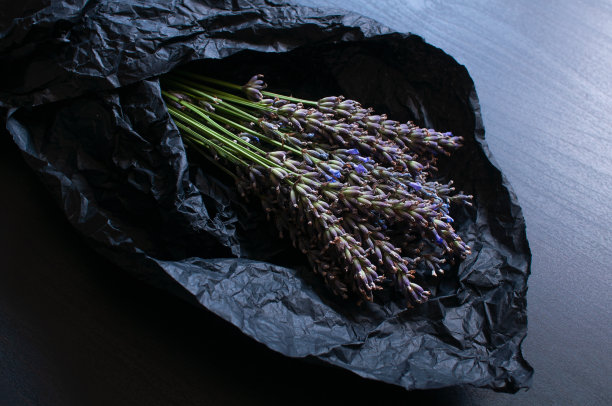 一束芳香的新鲜薰衣草花在黑暗的背景图片下载