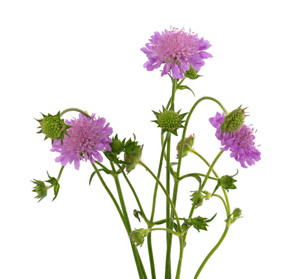 孤立在白色背景上的野疥疮花。Knautia薄荷。美丽的盛开的花束。图片下载
