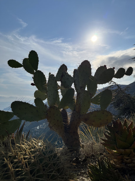 生长在岩石表面的仙人掌图片下载