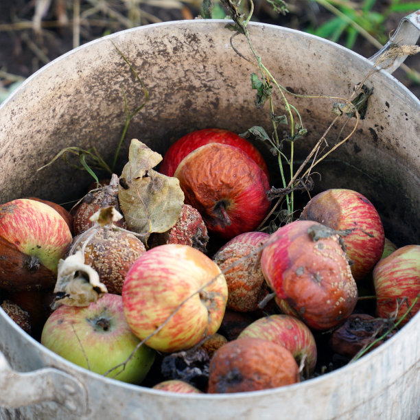 烂苹果在花园里的桶里。用烂苹果做肥料图片下载