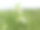 胡麻属radiatum花。印度芝麻植物田。黑色benniseed植物。图片下载