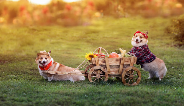 图为，两只滑稽的柯基犬正推着一辆载有农场秋园收获的蔬菜的推车图片下载
