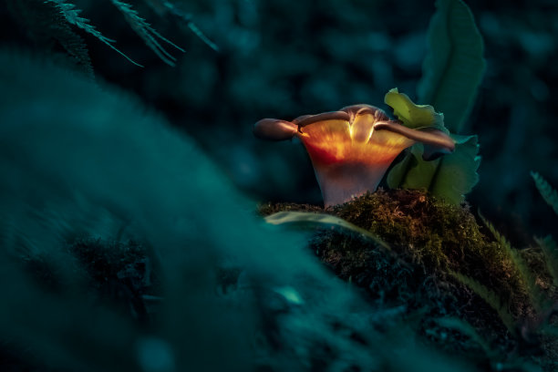 神奇的蘑菇图片下载