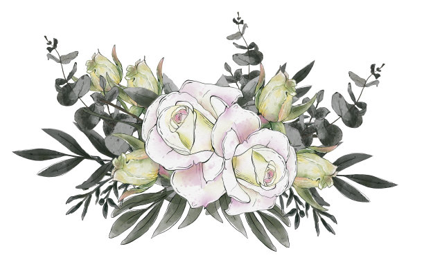 水彩画:由白花组成的花。玫瑰和花蕾与绿色植物。婚礼请帖的设计元素图片下载