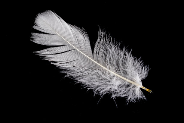 黑色背景上的鹅毛图片下载
