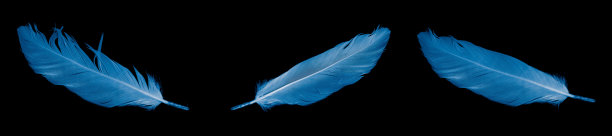 蓝色鹅毛配黑色孤立的背景图片下载