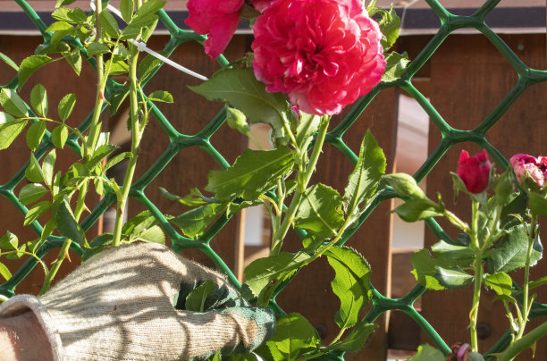 男子在花园里系玫瑰图片下载