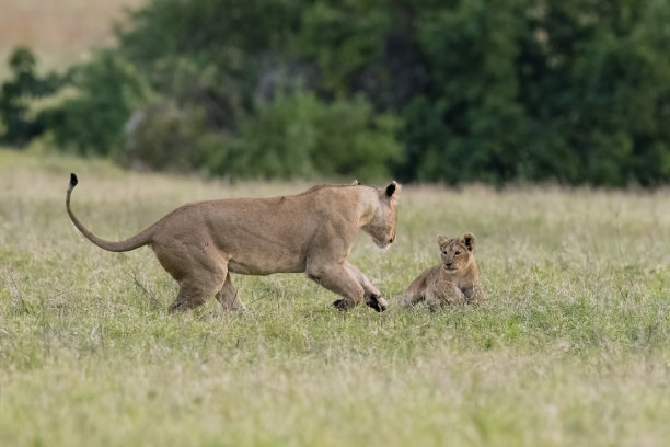 非洲，带着幼崽的母狮图片下载