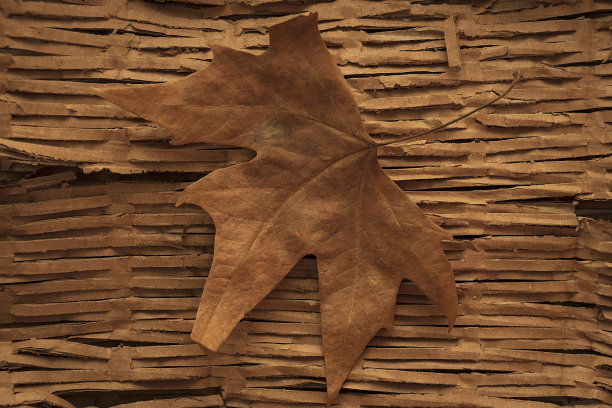 秋天背景图片下载