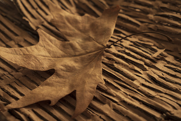 秋天背景图片下载