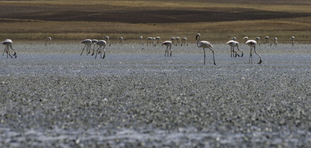 一群火烈鸟的背景照片图片下载