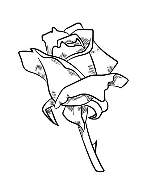 美丽的玫瑰草图图片下载