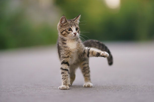 夏日里，一只白色带灰色条纹的小猫在城市的街道上玩耍。图片下载