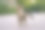 夏日里，一只白色带灰色条纹的小猫在城市的街道上玩耍。图片下载