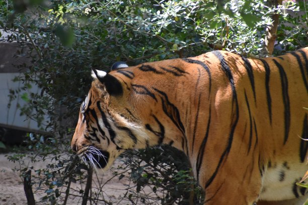 美丽的马来亚虎画像图片下载