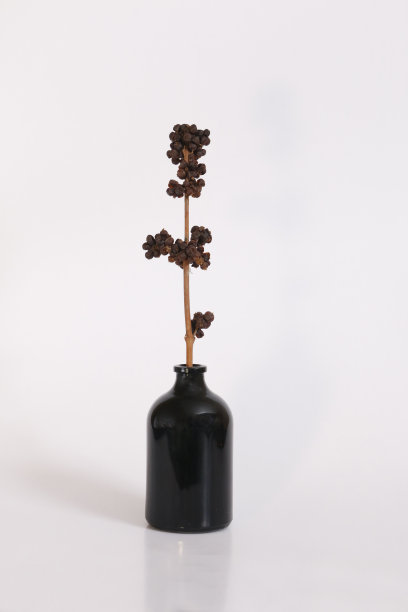 白色背景的黑色花瓶里的黑色植物荚图片下载