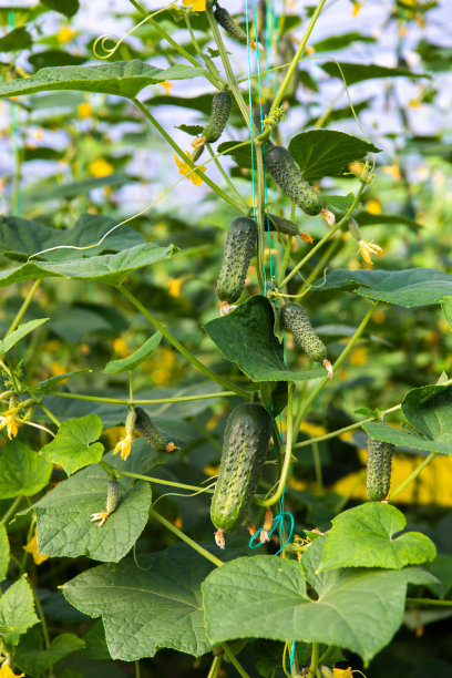 温室里的黄瓜。图片下载