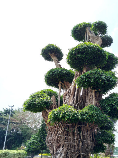 大的带叶树，叶子修剪成丛状图片下载