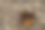 一杯威士忌加麦芽粒图片下载