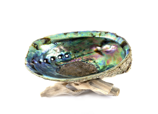 鲍鱼在工作室图片下载