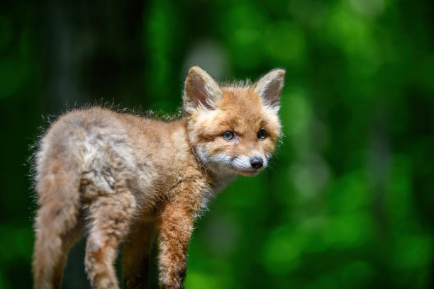 红狐，野狐，森林里的幼崽。自然环境中可爱的小野生捕食者。图片下载