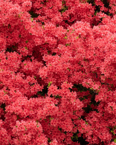 粉色花朵背景图片下载