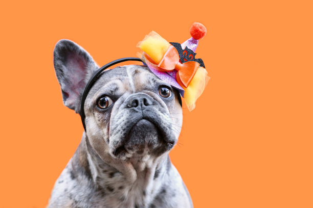 戴着万圣节化妆舞会帽子的法国斗牛犬图片下载