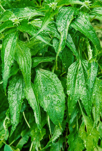 抽象的自然背景与绿色的植物叶子和雨滴图片下载