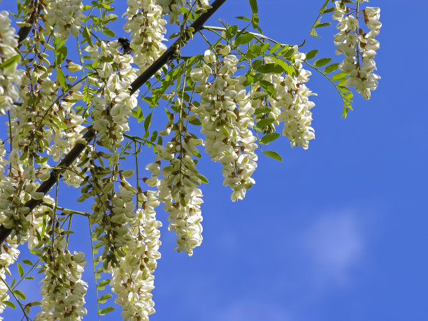 蓝蓝的天空映衬着盛开的白色金合欢。图片下载