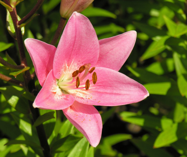 美丽的粉红百合图片下载