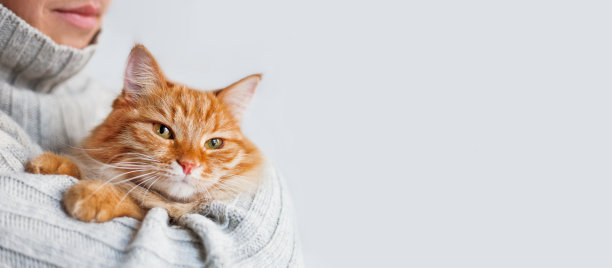 身穿灰色针织衫的男子抱着可爱的姜黄色猫咪。毛茸茸的宠物和它的主人。猫的爱人。水平横幅与复制空间。图片下载