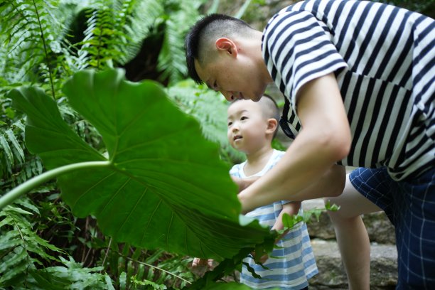 父子俩正在辨认植物图片下载