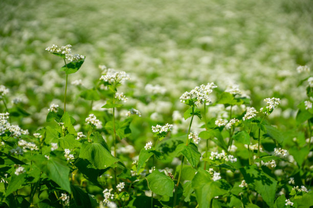 荞麦地在稻田之上图片下载