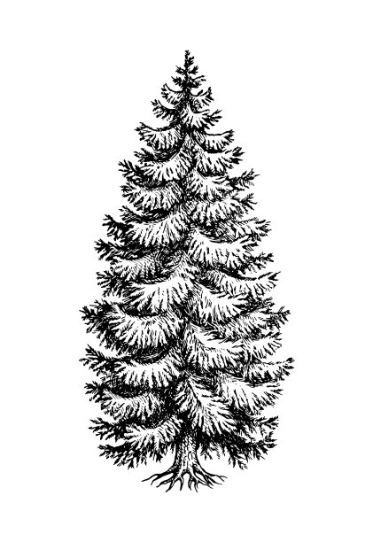 挪威云杉墨素描图片下载