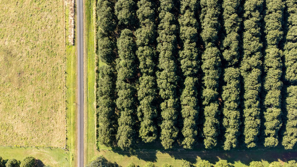 俯瞰种植园里的夏威夷坚果树图片下载