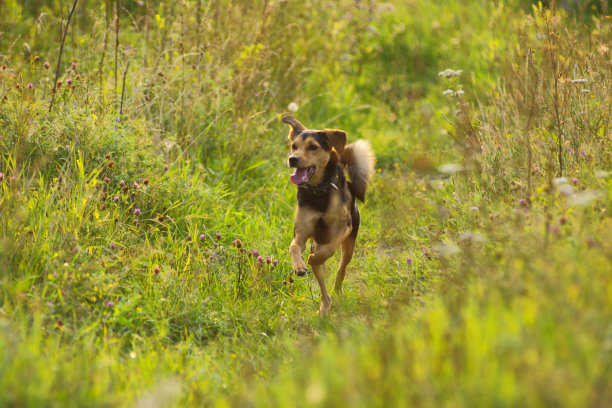 夏天，一只立陶宛猎犬的小狗在田野和草地上飞快地奔跑图片下载