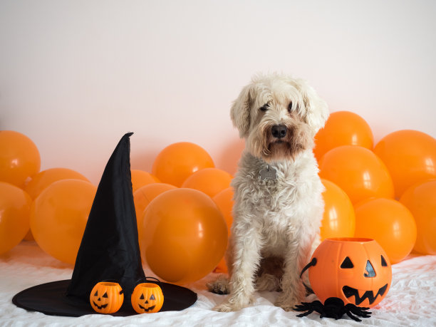 宠物庆祝万圣节图片下载