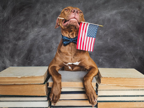 回到学校。可爱可爱的小狗和复古书图片下载